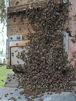 Peter Heel, Die Bienen